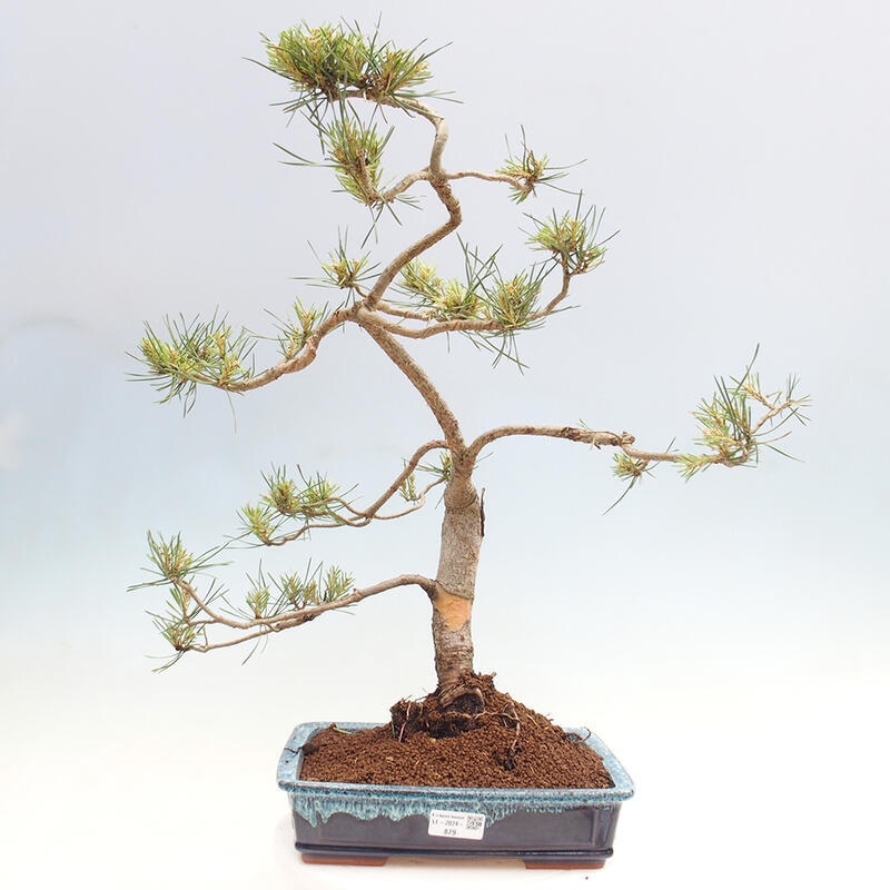 Bonsai im Freien - Pinus Sylvestris - Waldkiefer