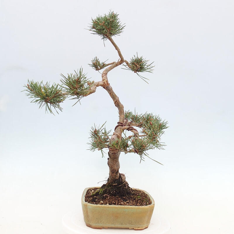 Bonsai im Freien - Pinus Sylvestris - Waldkiefer