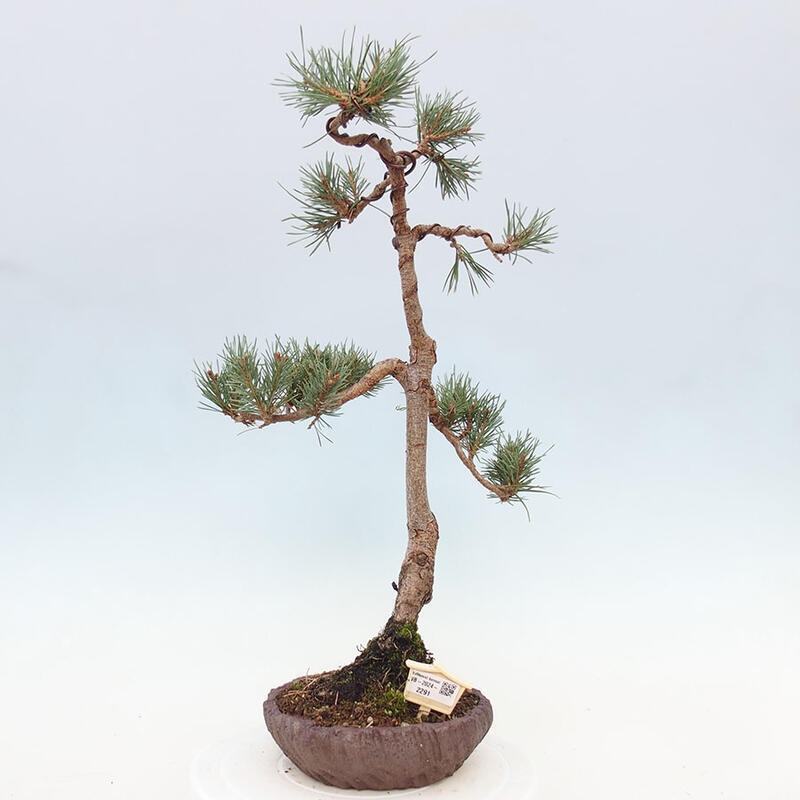 Bonsai im Freien - Pinus Sylvestris - Waldkiefer