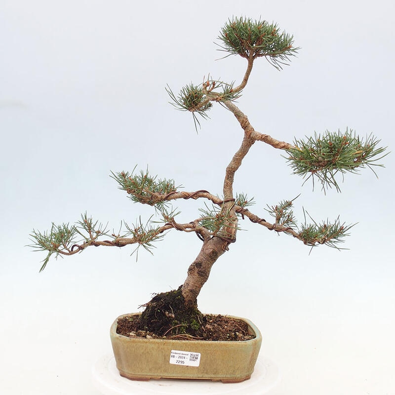 Bonsai im Freien - Pinus Sylvestris - Waldkiefer