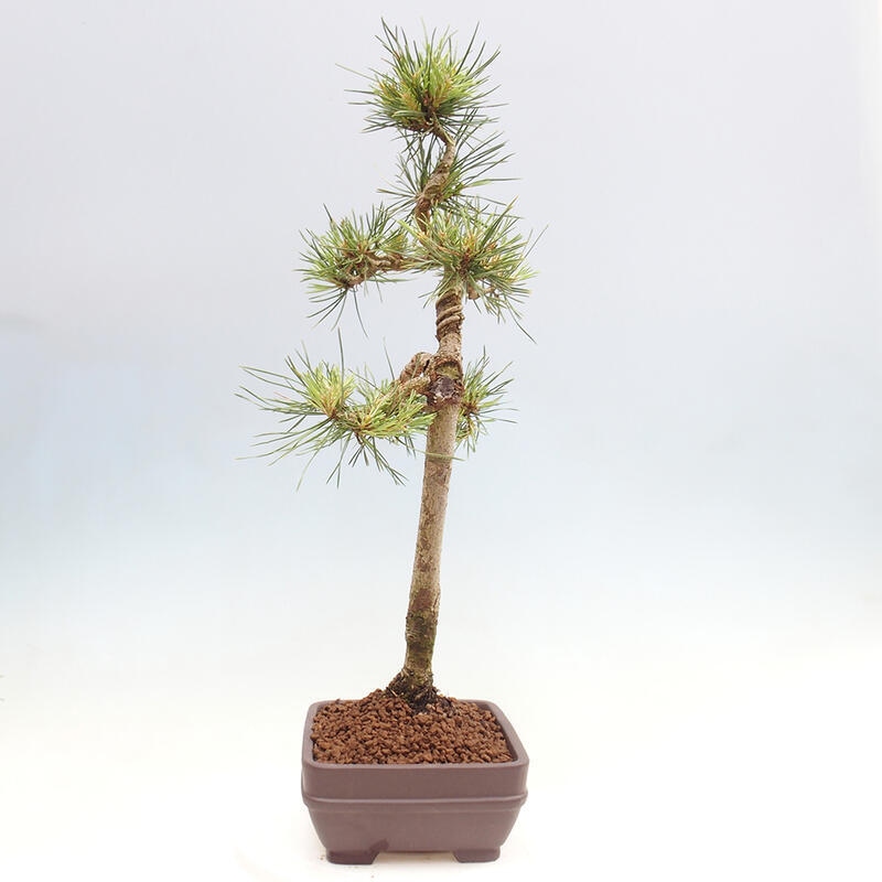Bonsai im Freien - Pinus Sylvestris - Waldkiefer