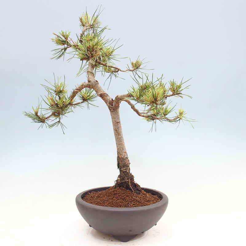 Bonsai im Freien - Pinus Sylvestris - Waldkiefer
