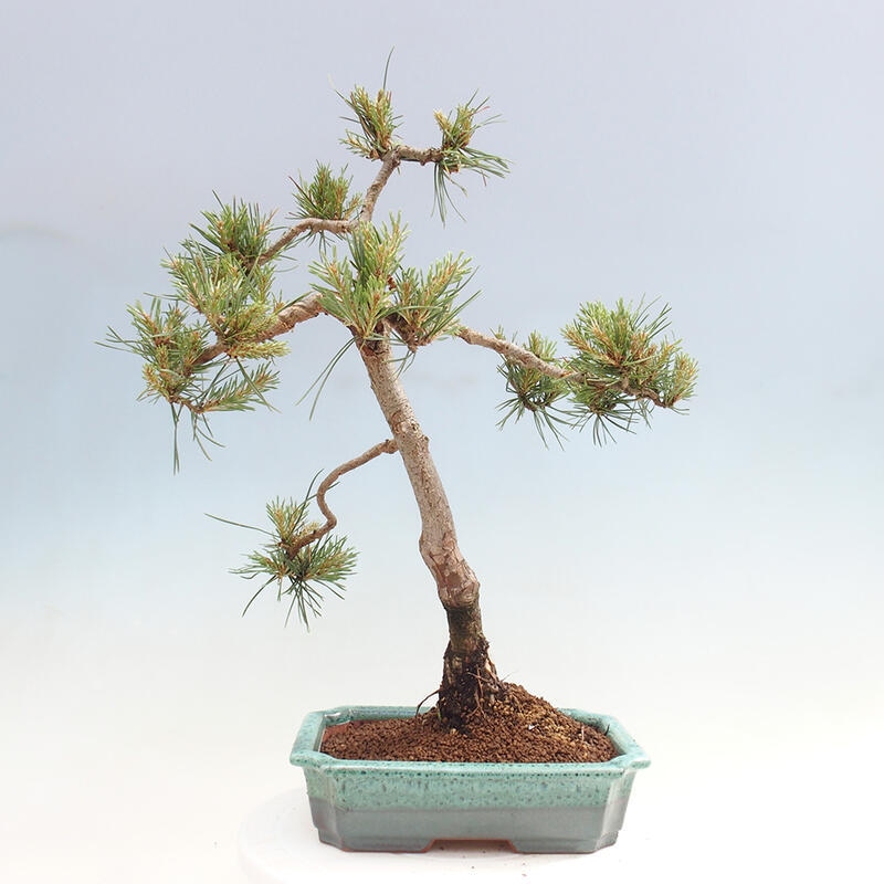 Bonsai im Freien - Pinus Sylvestris - Waldkiefer