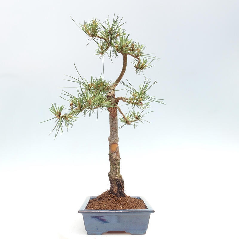 Bonsai im Freien - Pinus Sylvestris - Waldkiefer