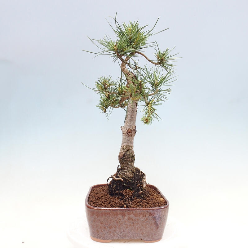 Bonsai im Freien - Pinus Sylvestris - Waldkiefer