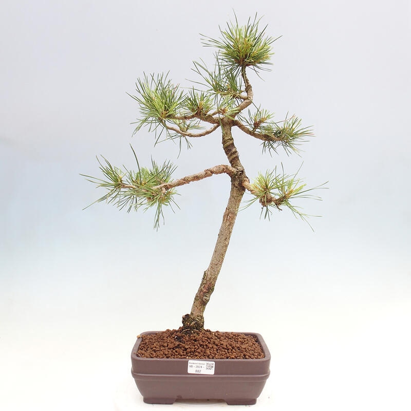Bonsai im Freien - Pinus Sylvestris - Waldkiefer