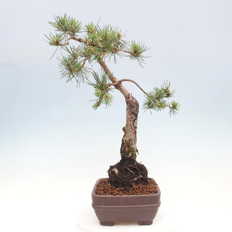 Bonsai im Freien - Pinus Sylvestris - Waldkiefer