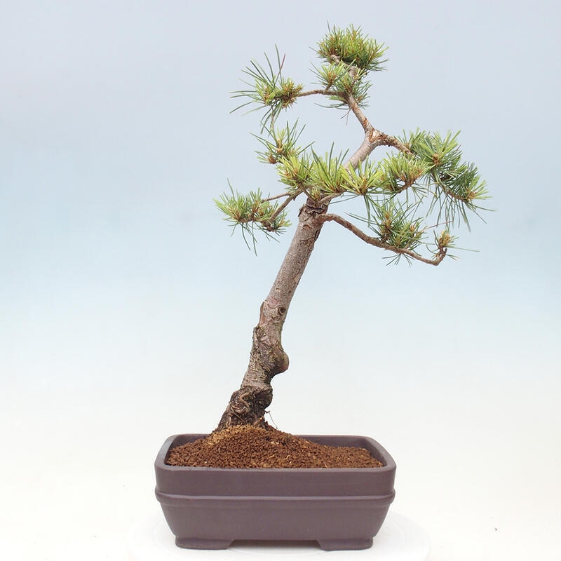 Bonsai im Freien - Pinus Sylvestris - Waldkiefer