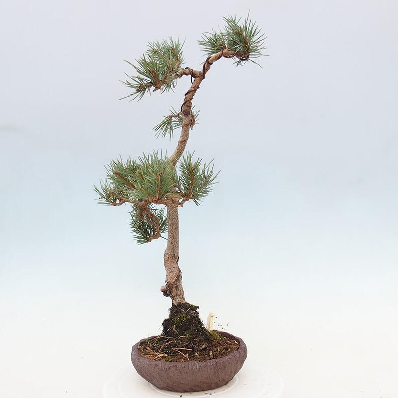 Bonsai im Freien - Pinus Sylvestris - Waldkiefer