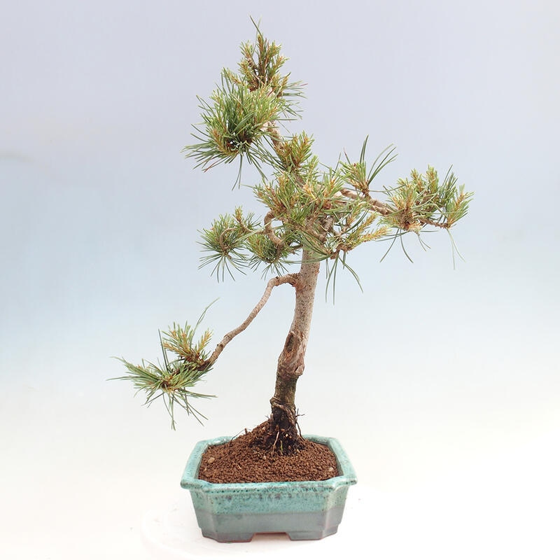 Bonsai im Freien - Pinus Sylvestris - Waldkiefer