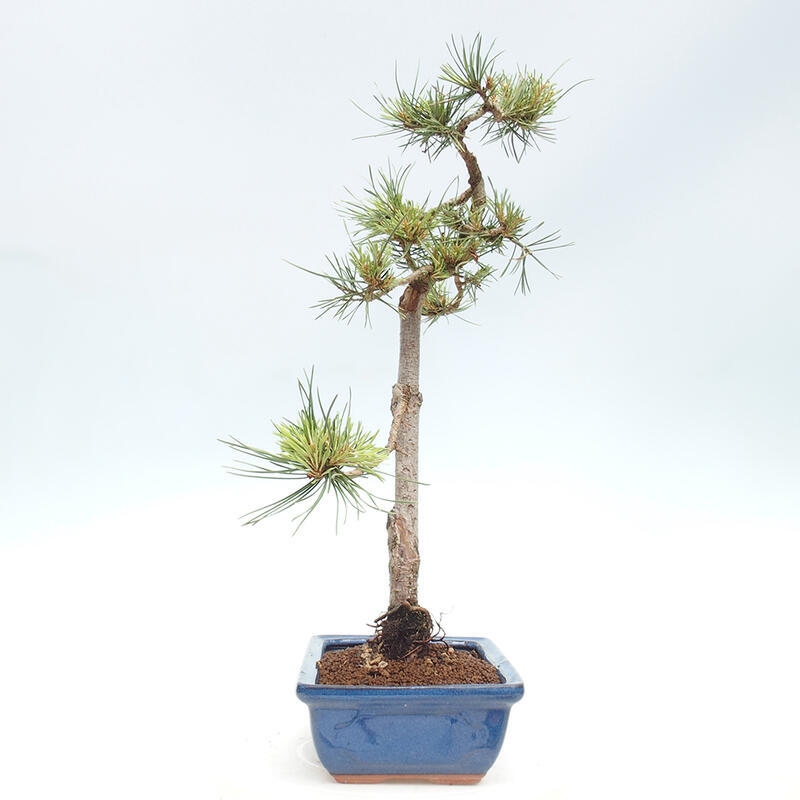 Bonsai im Freien - Pinus Sylvestris - Waldkiefer