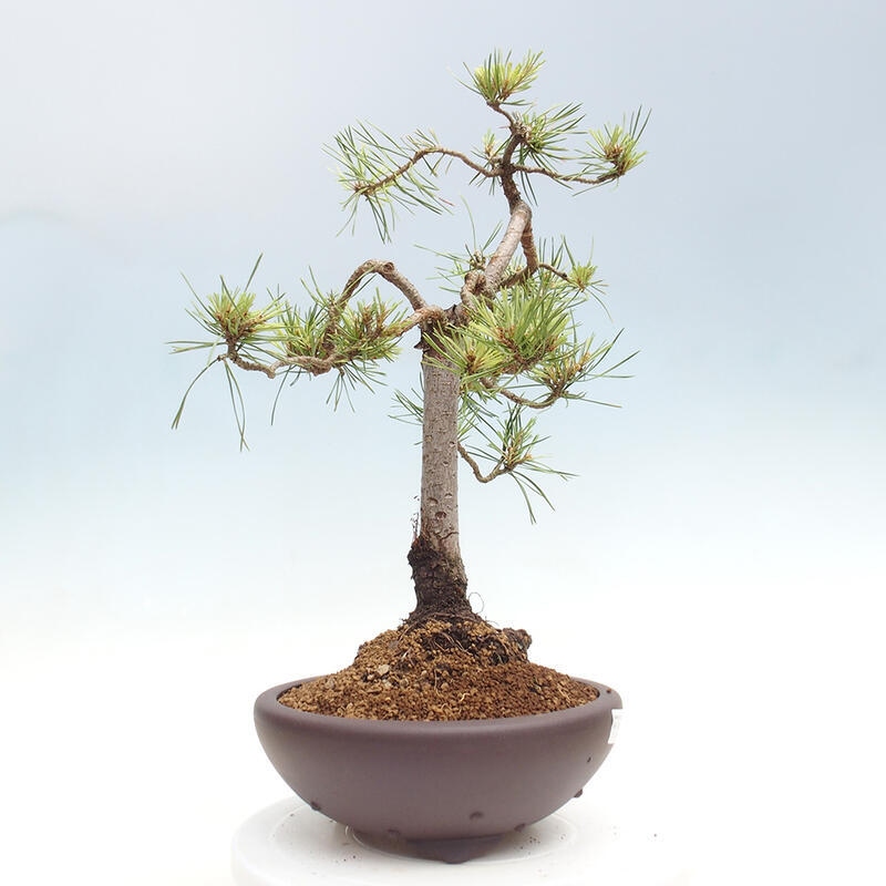 Bonsai im Freien - Pinus Sylvestris - Waldkiefer