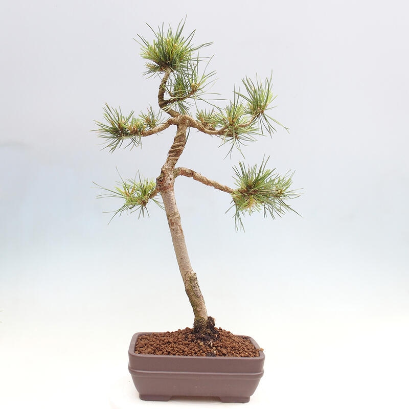 Bonsai im Freien - Pinus Sylvestris - Waldkiefer