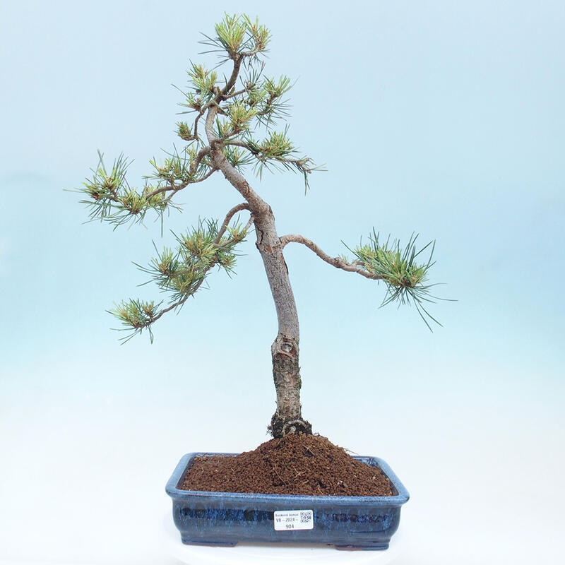 Bonsai im Freien - Pinus Sylvestris - Waldkiefer