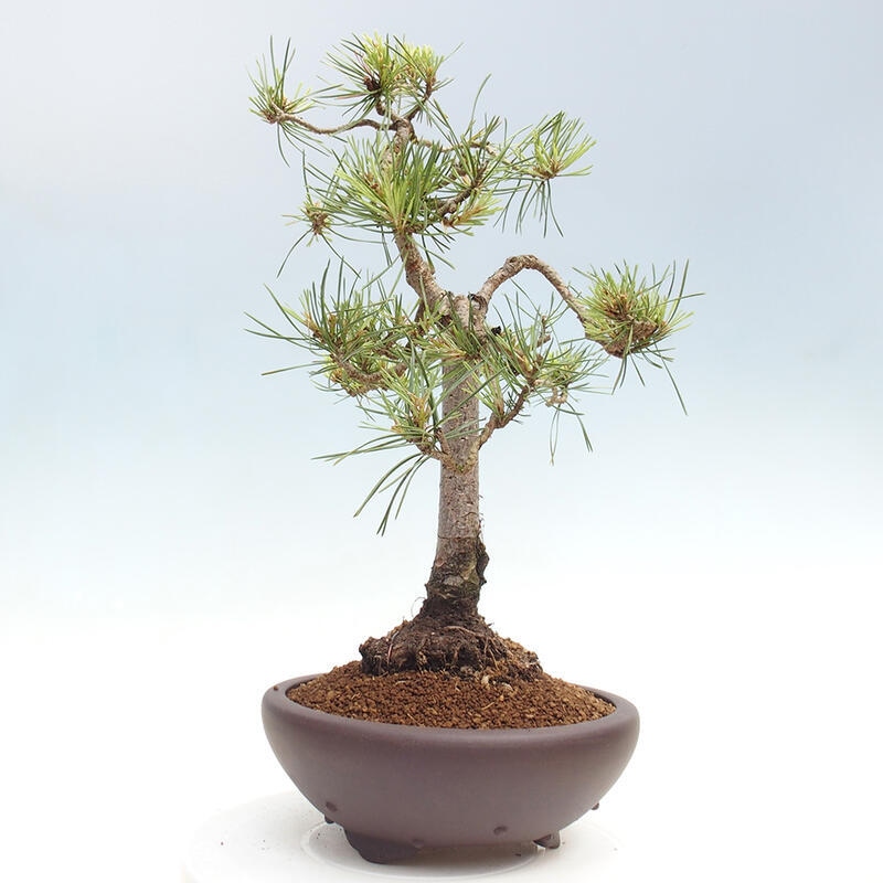 Bonsai im Freien - Pinus Sylvestris - Waldkiefer