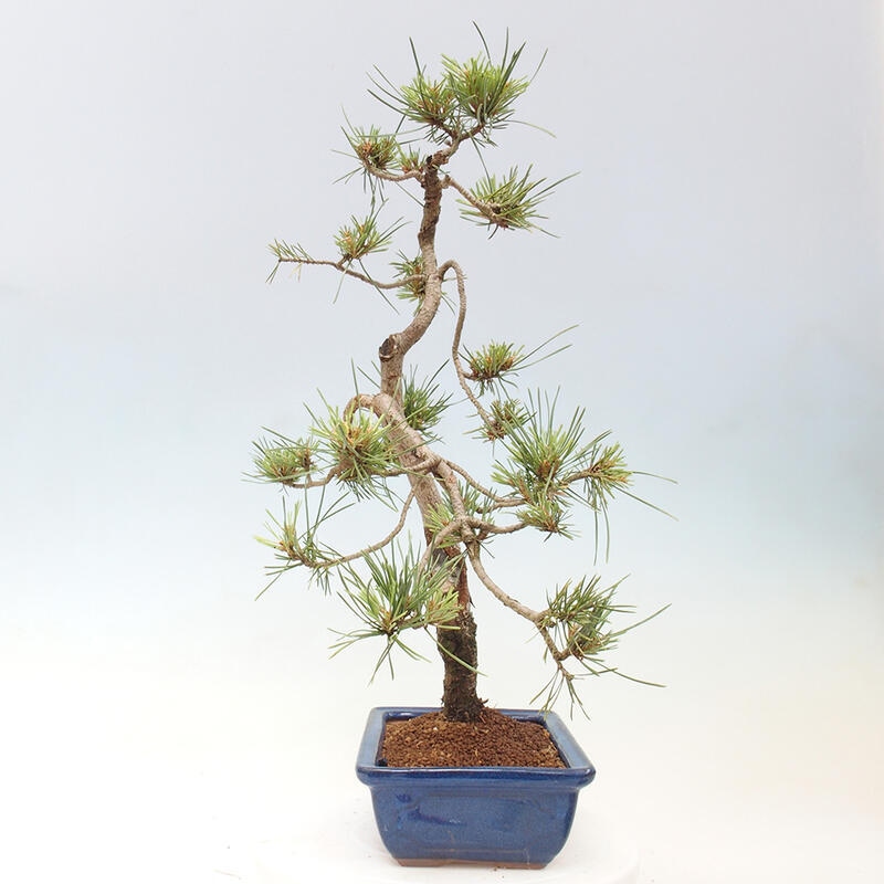 Bonsai im Freien - Pinus Sylvestris - Waldkiefer