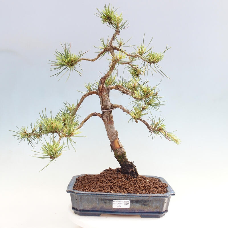Bonsai im Freien - Pinus Sylvestris - Waldkiefer