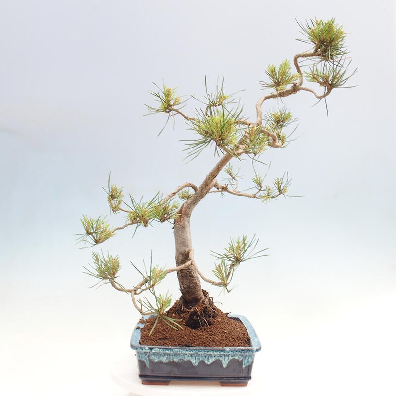Bonsai im Freien - Pinus Sylvestris - Waldkiefer