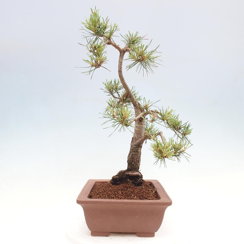 Bonsai im Freien - Pinus Sylvestris - Waldkiefer