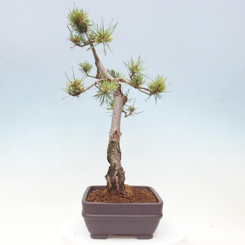 Bonsai im Freien - Pinus Sylvestris - Waldkiefer