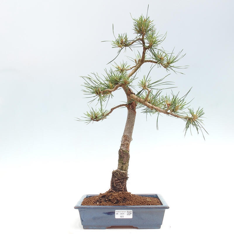 Bonsai im Freien - Pinus Sylvestris - Waldkiefer
