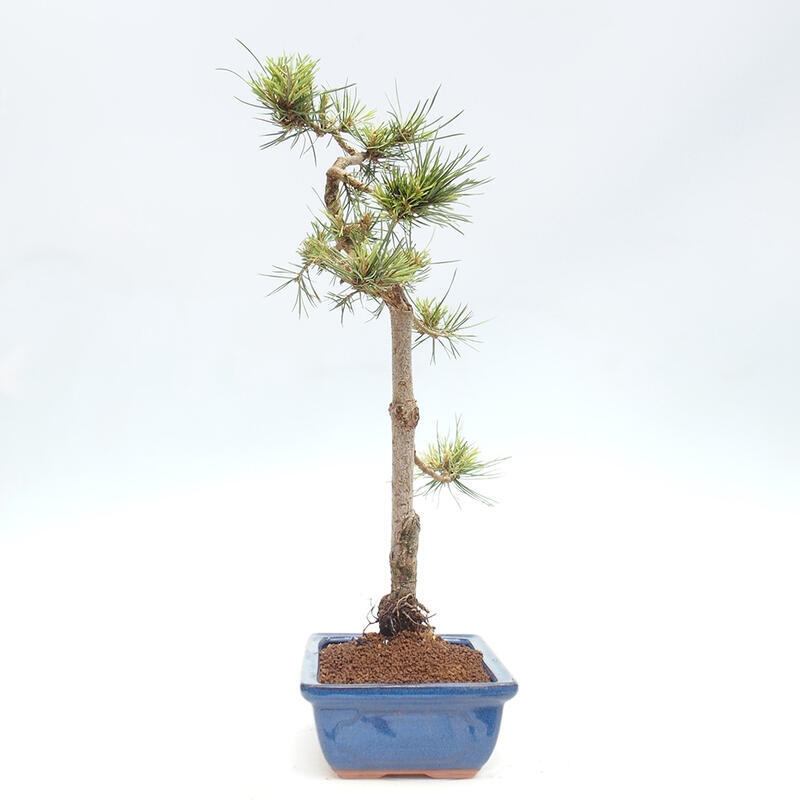 Bonsai im Freien - Pinus Sylvestris - Waldkiefer
