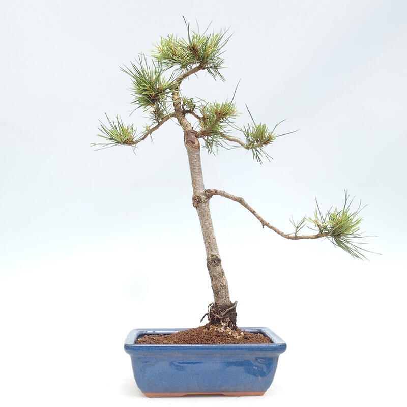 Bonsai im Freien - Pinus Sylvestris - Waldkiefer