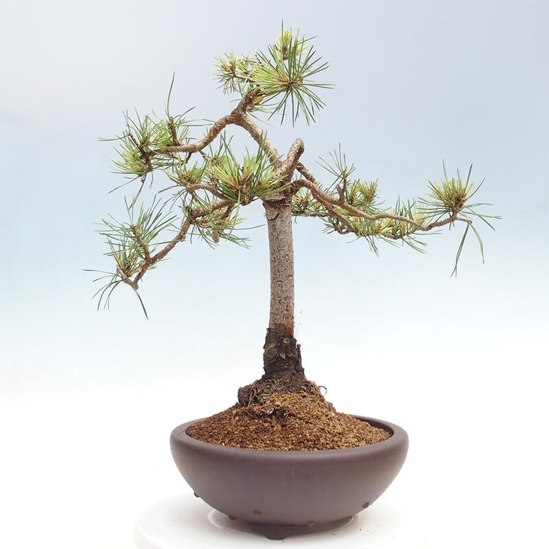 Bonsai im Freien - Pinus Sylvestris - Waldkiefer