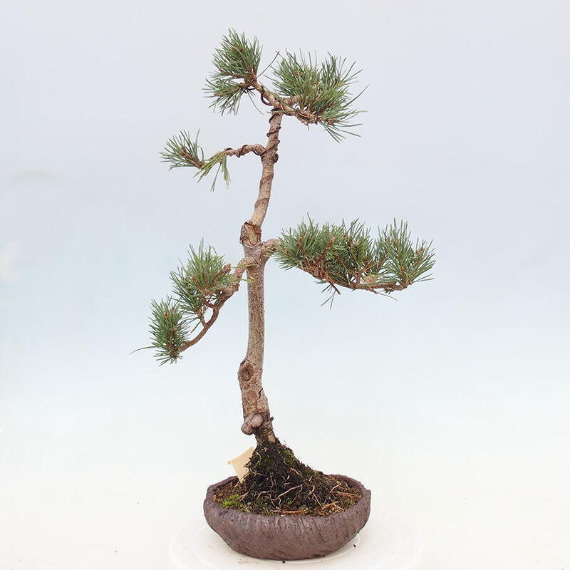 Bonsai im Freien - Pinus Sylvestris - Waldkiefer