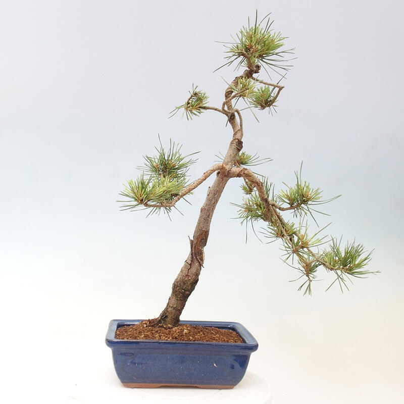 Bonsai im Freien - Pinus Sylvestris - Waldkiefer