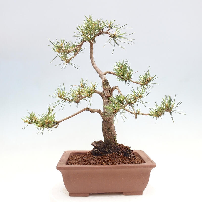 Bonsai im Freien - Pinus Sylvestris - Waldkiefer