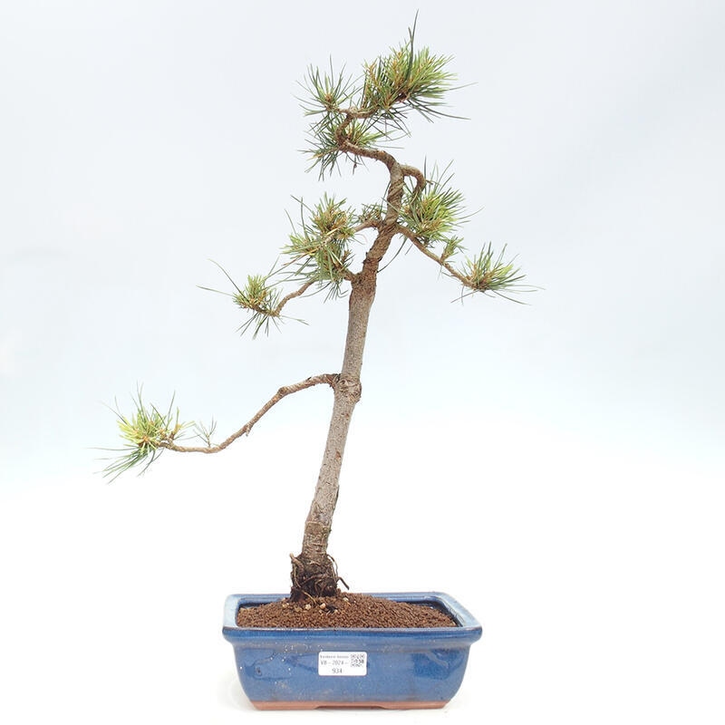 Bonsai im Freien - Pinus Sylvestris - Waldkiefer