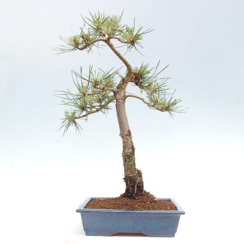 Bonsai im Freien - Pinus Sylvestris - Waldkiefer