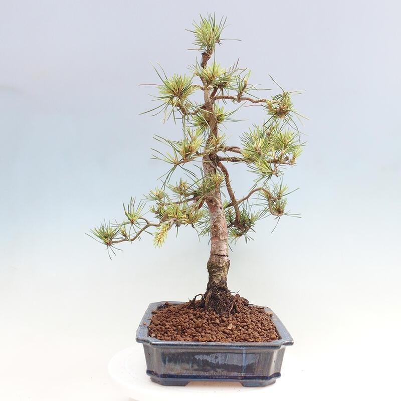 Bonsai im Freien - Pinus Sylvestris - Waldkiefer