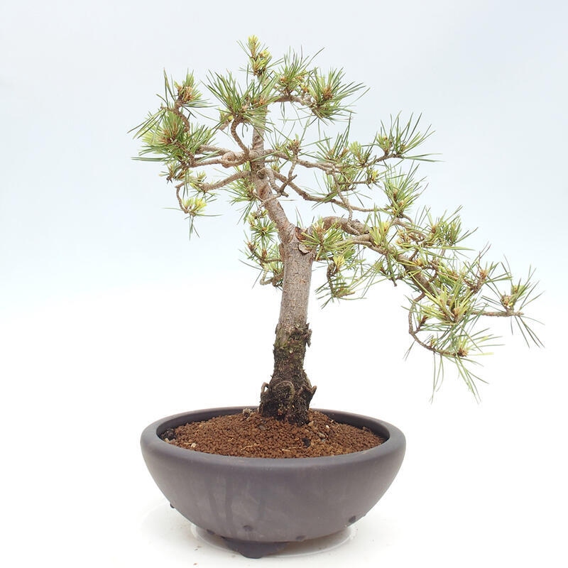 Bonsai im Freien - Pinus Sylvestris - Waldkiefer