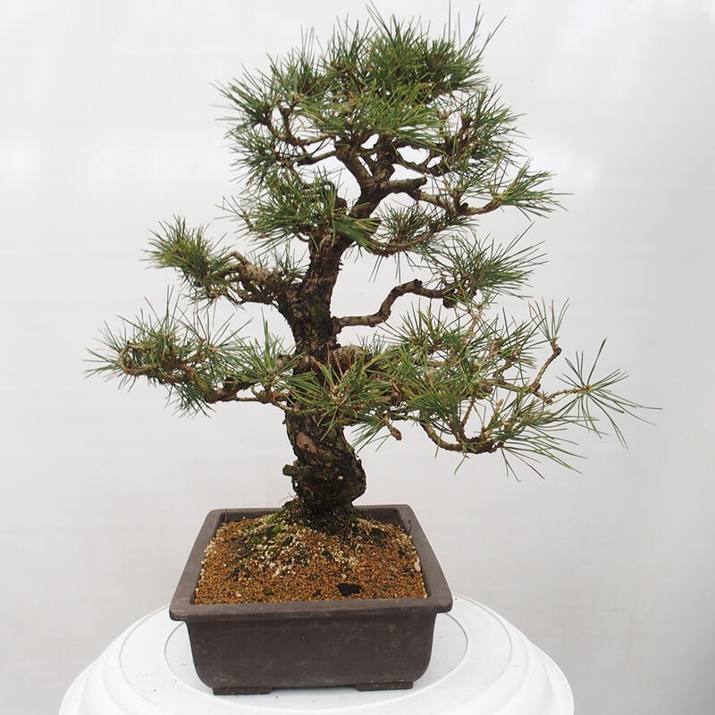 Outdoor-Bonsai - Pinus thunbergii - Thunbergkiefer