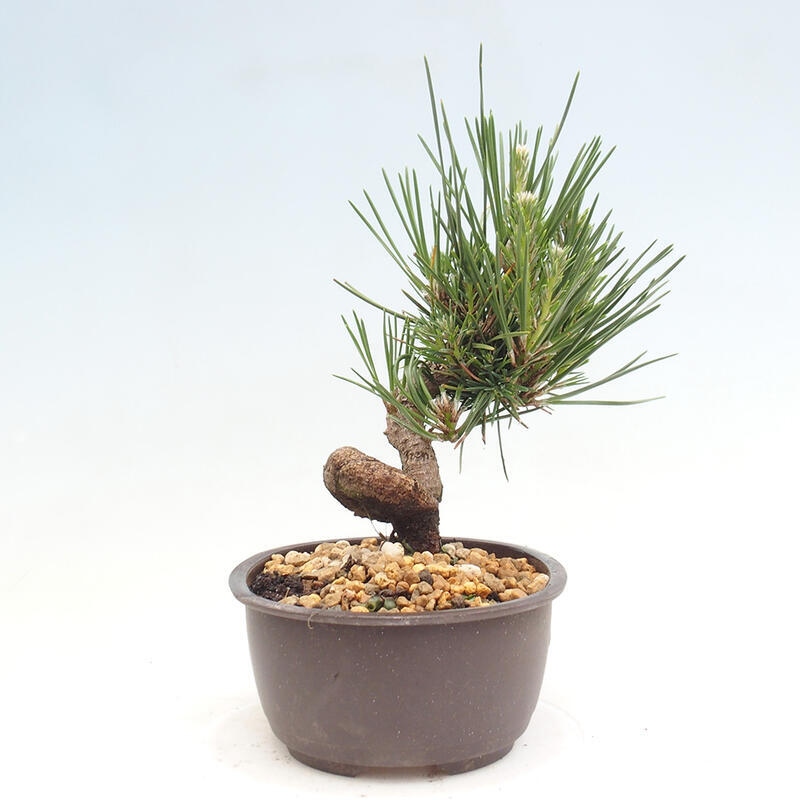 Bonsai im Freien - Pinus thunbergii - Thunbergia-Kiefer