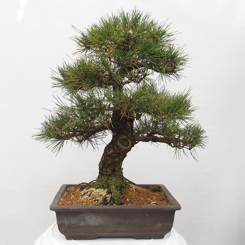 Outdoor-Bonsai - Pinus thunbergii - Thunbergkiefer