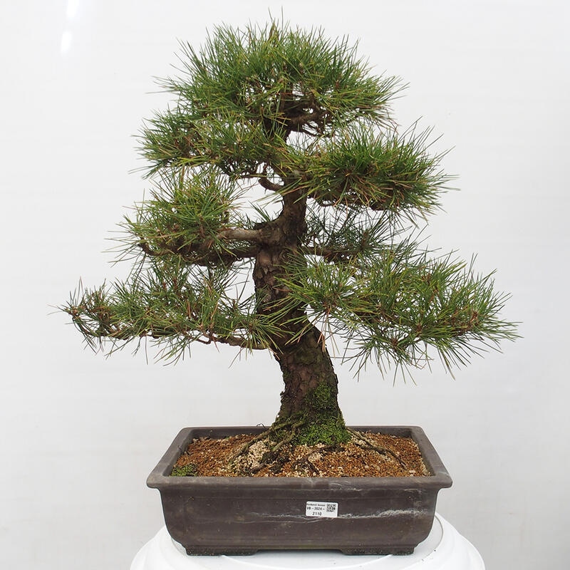 Outdoor-Bonsai - Pinus thunbergii - Thunbergkiefer