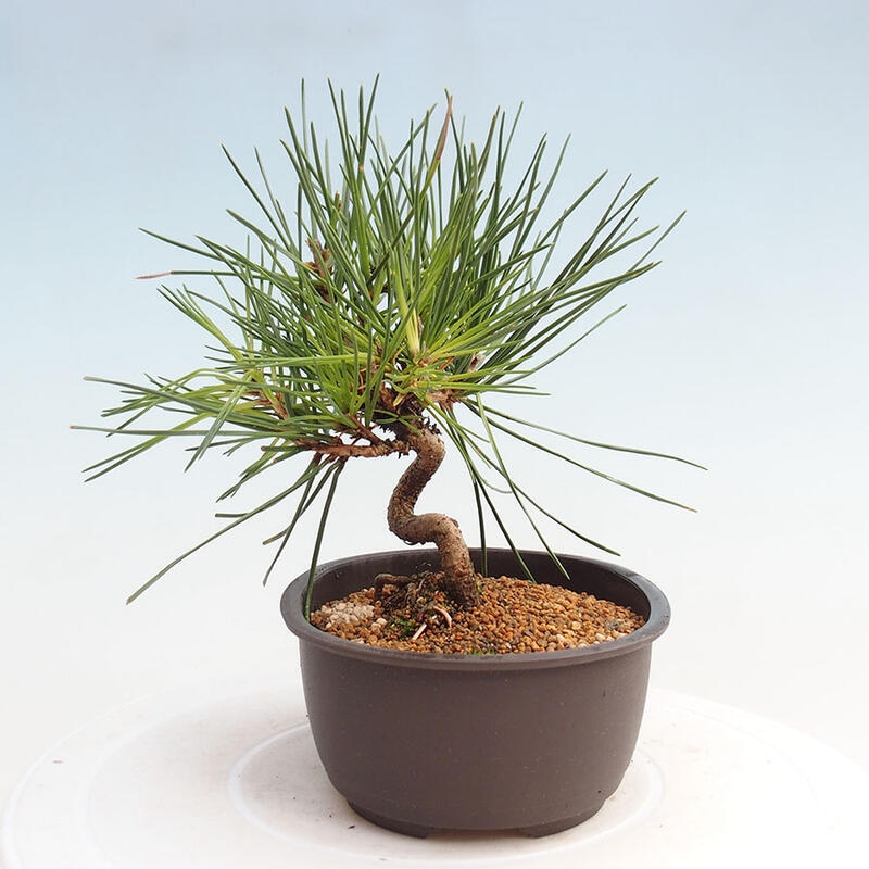 Bonsai im Freien - Pinus thunbergii - Thunbergia-Kiefer