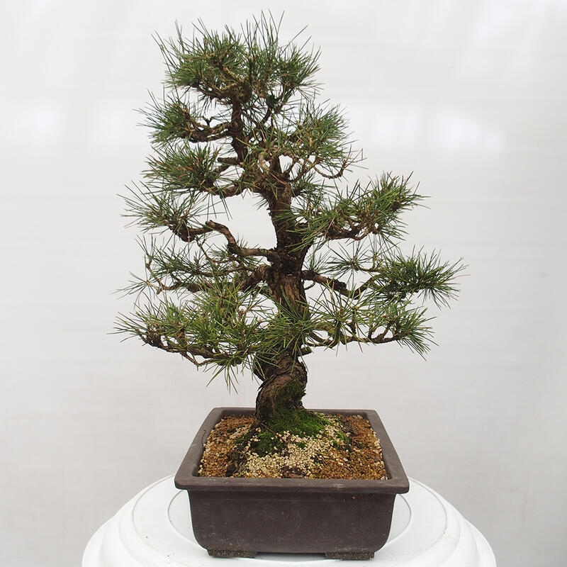 Outdoor-Bonsai - Pinus thunbergii - Thunbergkiefer
