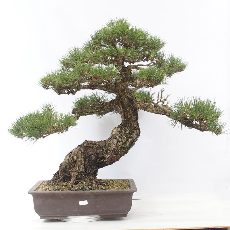 Outdoor-Bonsai - Pinus thunbergii - Thunbergkiefer