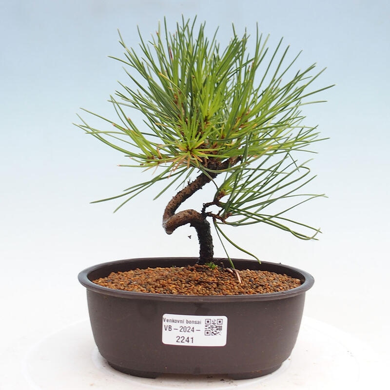 Bonsai im Freien - Pinus thunbergii - Thunbergia-Kiefer