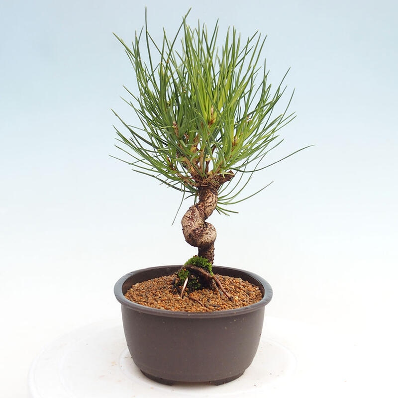 Bonsai im Freien - Pinus thunbergii - Thunbergia-Kiefer