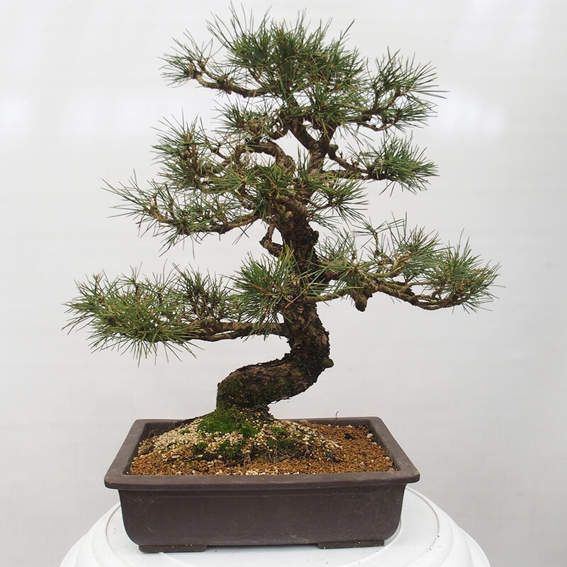 Outdoor-Bonsai - Pinus thunbergii - Thunbergkiefer