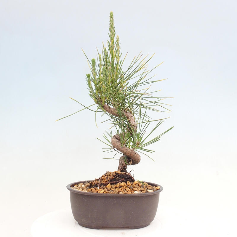 Bonsai im Freien - Pinus thunbergii - Thunbergia-Kiefer