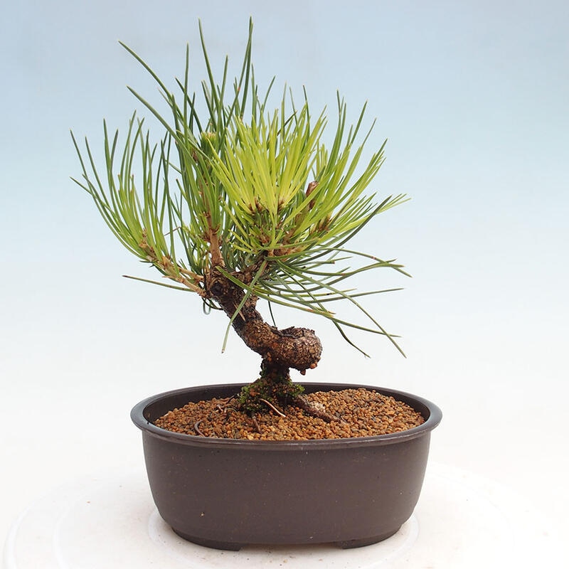 Bonsai im Freien - Pinus thunbergii - Thunbergia-Kiefer