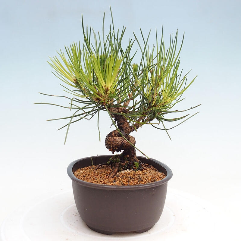 Bonsai im Freien - Pinus thunbergii - Thunbergia-Kiefer