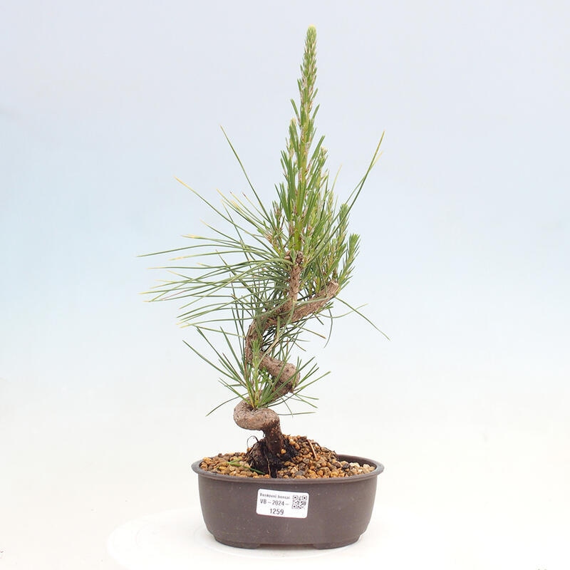 Bonsai im Freien - Pinus thunbergii - Thunbergia-Kiefer