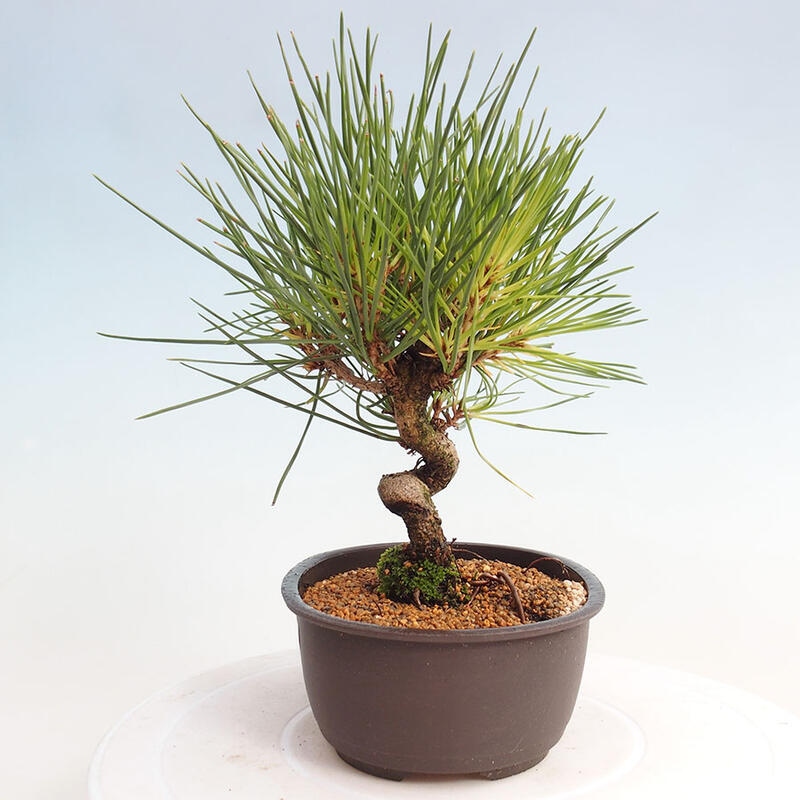 Bonsai im Freien - Pinus thunbergii - Thunbergia-Kiefer